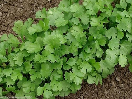 Echter Koriander Coriander Coriandrus Sativum 200 Samen
