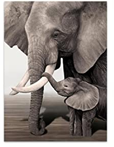 HONGC Druck auf Leinwand Tiere Elefant Baby Elefant druckt Poster Schwarz und Retro Weiß Leinwand Kunst Wand Dekoratives Bild für Wohnzimmer 50x70cm/19,6 x27,5Kein Rahmen