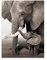 HONGC Druck auf Leinwand Tiere Elefant Baby Elefant druckt Poster Schwarz und Retro Weiß Leinwand Kunst Wand Dekoratives Bild für Wohnzimmer 50x70cm/19,6 x27,5Kein Rahmen