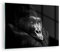 Bilder auf Glas Affe Gorilla Porträt Glasbild 70x50cm Wandbilder Dekoration Wohnzimmer Schlafzimmer Küche Deko Klein Wanddeko Bild im Glas Wand Kunstdruck Art Modern Wall Decor Glasdruck GAA70x50-5007