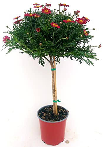POWERS TO FLOWERS - MARGHERITA ALBERELLO ROSSA, Altezza 100/110cm, pianta vera