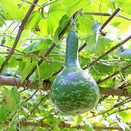 Semi di zucca bottiglia Semi di ortaggi Regali sostenibili Letto vegetale Piante rampicanti Inverno resistente Balcone Verdure Semi biologici Zucca bottiglia Vecchie varietà-20 pezzi
