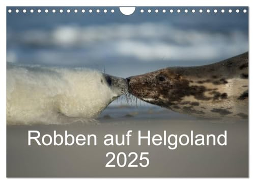 Robben auf Helgoland 2025 (Wandkalender 2025 DIN A4 quer), CALVENDO Monatskalender: 13 ausgesuchte Fotos von Robben auf Helgoland (CALVENDO Tiere)