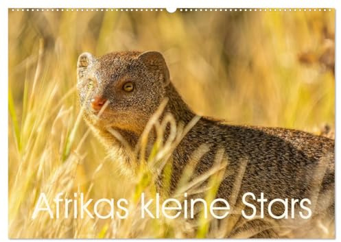 Afrikas kleine Stars (Wandkalender 2026 DIN A2 quer), CALVENDO Monatskalender: Mangusten, Erdmännchen und Co. (CALVENDO Tiere)