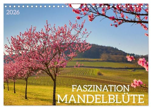 FASZINATION MANDELBLÜTE (Wandkalender 2026 DIN A4 quer), CALVENDO Monatskalender: Mandelblüte an der Südlichen Weinstraße mit Zitaten (CALVENDO Natur)