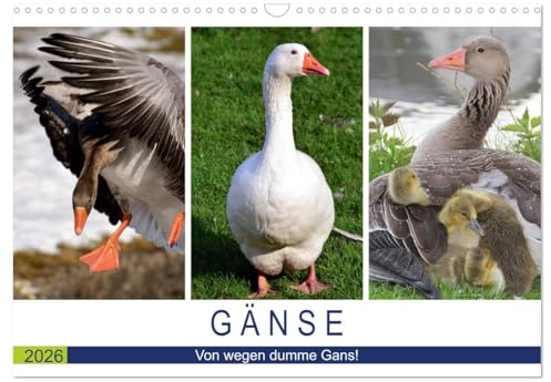 Gänse. Von wegen dumme Gans! (Wandkalender 2026 DIN A3 quer), CALVENDO Monatskalender: Kluges und hübsches Federvieh! (CALVENDO Tiere)