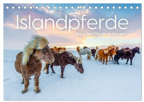 Islandpferde - Die süßen Pferde im Norden. (Tischkalender 2026 DIN A5 quer), CALVENDO Monatskalender: Entdecke die Faszination der Islandpferde. (CALVENDO Tiere)