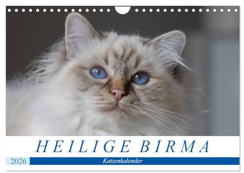 Heilige Birma Katzenkalender (Wandkalender 2026 DIN A4 quer), CALVENDO Monatskalender: Blaue Augen, weiße Pfoten: Der Heilige Birma Katzen Kalender (CALVENDO Tiere)
