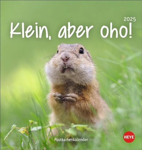Klein, aber oho! Postkartenkalender 2025: Von Igel über Quokka bis Waschbär: Tierkalender zum Sammeln und Verschicken. Kleiner Monats-Tischkalender ... oder Aufhängen. (Postkartenkalender Heye)