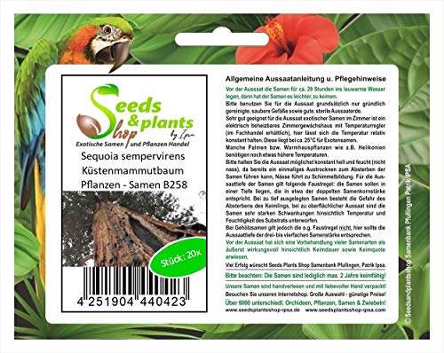 Pezzi - 20x Sequoia Sempervirens Küstenmammutbaum Piante - Seme B258 - Seeds & Plants Shop by Ipsa