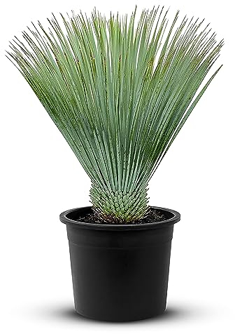 Tropictrees Schnabel-Yucca Rostrata mit Stamhöhe von 5-10 cm | Auffällige und dürreresistente Yucca Palme mit schwertförmigen Blättern | Himmlische Zimmerpflanze für Ihre Landschaft
