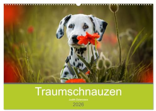 Traumschnauzen (Wandkalender 2026 DIN A2 quer), CALVENDO Monatskalender: Verschiedene Rassehunde rund ums Jahr (CALVENDO Tiere)
