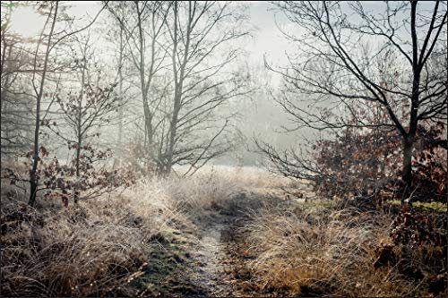 Muralo Fototapete Wald im Nebel 300 x 450 cm Vlies Tapete Wandtapeten Bäume Wiese Herbst Wohnzimmer Schlafzimmer Moderne Wandbilder XXL Landschaft Panorama Wand Dekoration