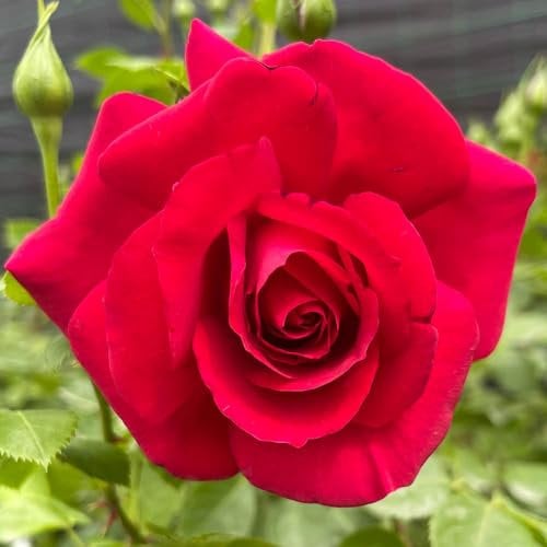 Harkness Roses The Prince's Trust Climbing Rose, 4 Litre Potted, Ready to Plant