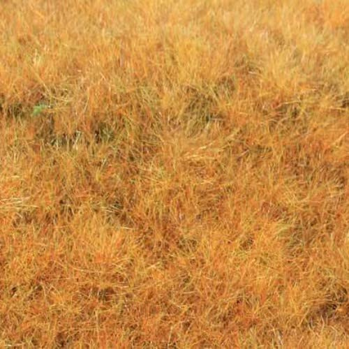 33544 Grass Fibre Wild Grass 'Early Autumn', 75 g