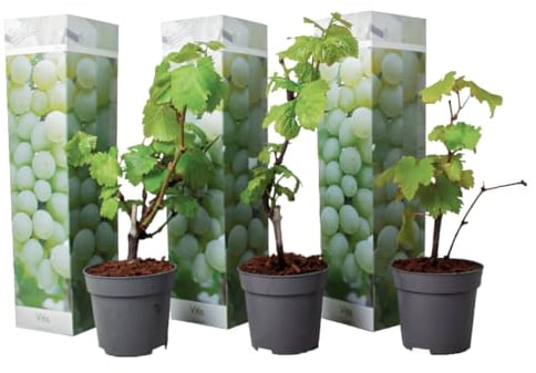 Plant in a Box - Plants de raisin - Set de 3 - Vitis Vinifera - Raisin Blanc - Vigne 'Chardonnay' - Pot 9cm - Hauteur 25-40cm