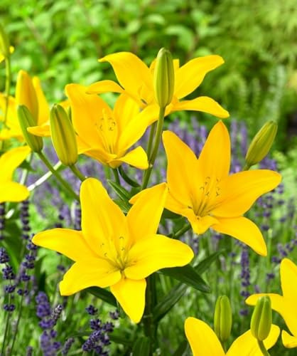 CSL sunrise Asiatische Lilie Easy Sun 5x Frische Zwiebeln, Lilium bis 150 cm, winterharte und mehrjährig Lilienzwiebeln, Blumenzwiebeln, bienenfreundlich