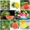 400 Pcs Wassermelone Samen Bio - Obstsamen Winterfeste Pflanzen Für Balkon, Citrullus Lanatus, Bonsai Samen, Topfpflanzen Draußen Winterhart Obstbäume Kaufen Geschenke Für Gartenliebhaber