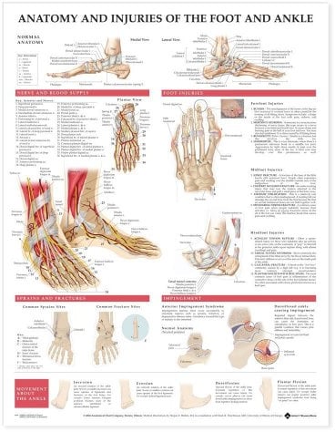 Anatomy And Injuries Of The Foot And Ankle: (unmounted)