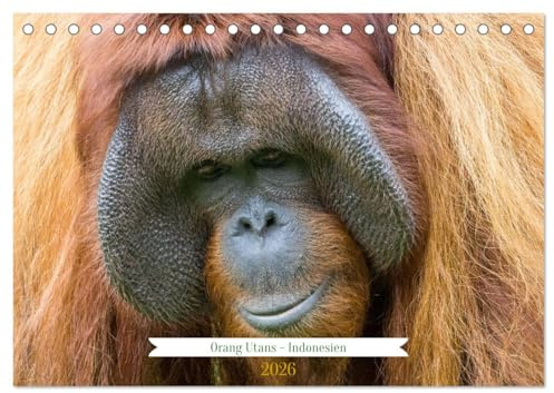 Orang Utans - Indonesien (Tischkalender 2026 DIN A5 quer), CALVENDO Monatskalender: Orang Utans - aufgenommen in Kalimantan/Indonesien (CALVENDO Tiere)
