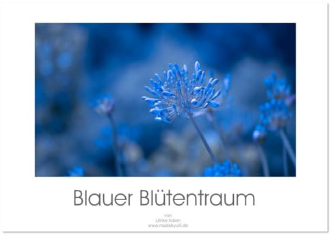 Blauer Blütentraum (Tischkalender 2026 DIN A5 quer), CALVENDO Monatskalender: Zarte blaue Blütenfotos verzaubern uns das ganze Jahr (CALVENDO Natur)