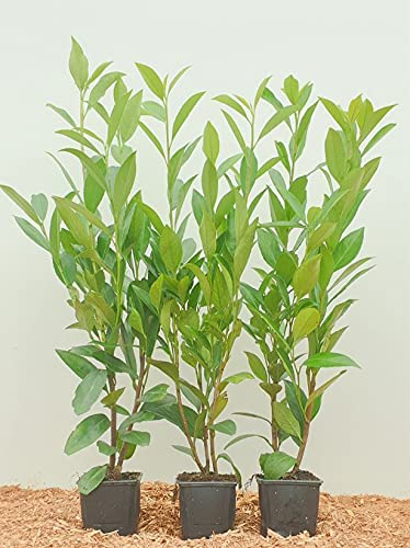 Kirschlorbeer Heckenpflanzen immergrün Sichtschutz Prunus lauroc im Topf gewachsen 20-40cm (10 Stück)