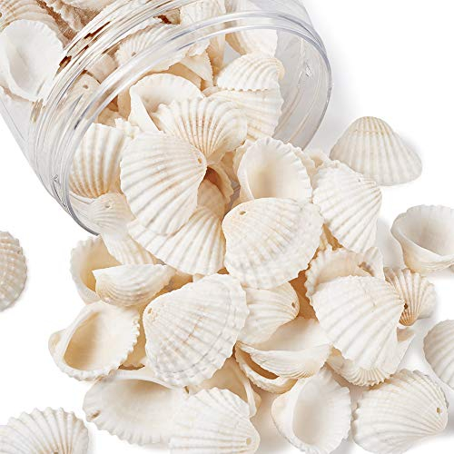 PandaHall 300 Gramm weiße natürliche Muschel-Perlen, Kaurimuschel-Perlen, Ozean, Strand, Muscheln, Charm-Perlen mit 1,5~1,6 mm Loch für Aquarien, Vase, Füller, Dekoration, Windspiel