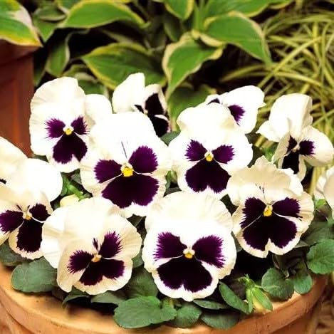 Pansy Swiss Giant White Silverbride 300 Seeds + Plant tag + Freebie - Viola wittrockiana