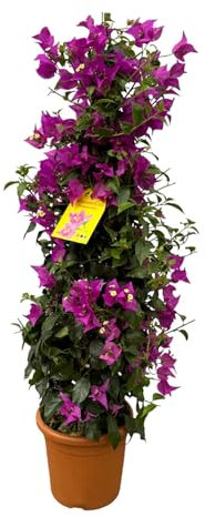 Floreale da giardino – Bouganvillea piramide – 90 cm – Ø 21 cm