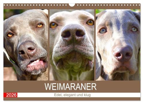 Weimaraner. Edel, elegant und klug (Wandkalender 2026 DIN A3 quer), CALVENDO Monatskalender: Der Weimaraner ist ein wahrlich vornehmer und athletischer Jagdhund (CALVENDO Tiere)