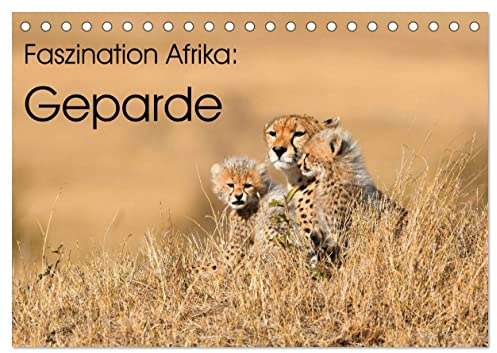 Faszinaton Afrika: Geparde (Tischkalender 2026 DIN A5 quer), CALVENDO Monatskalender: Die eleganten Großkatzen in ihrem natürlichen Lebensraum in Afrika (CALVENDO Tiere)