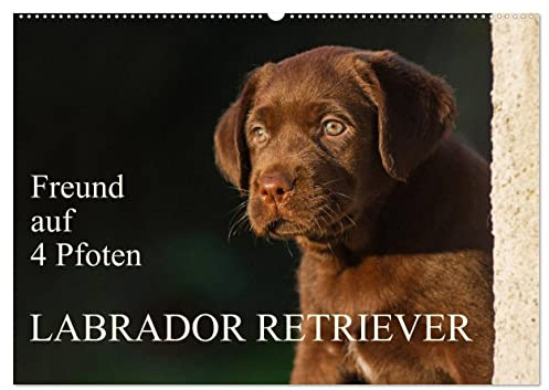 Freund auf 4 Pfoten - Labrador Retriever (Wandkalender 2026 DIN A2 quer), CALVENDO Monatskalender: Der Labrador Retriever, eine der beliebtesten ... Kalenderblättern (CALVENDO Tiere)