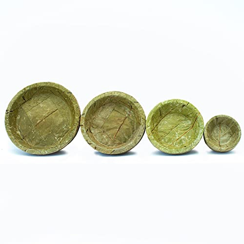 Paquete de 4 platos ecológicos de hojas de muestra, 20 unidades