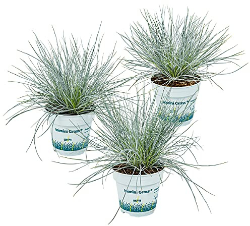 Bloomique - 3er-Set - Festuca Glauca Compacta Blue - Blau-Schwingel - Schaf-Schwingel - Ziergras - Gartenpflanzen - Winterhart - Höhe 20-30 cm - Topf 10,5 cm