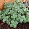 Aamish 30 Stück Coleus Canina Pflanze
