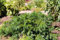 Taxus baccata 'Repandens' 25-30 cm - Kriech-Eibe, immergrün, ideal für Grabbepflanzung und Steingärten, pflegeleicht, winterhart