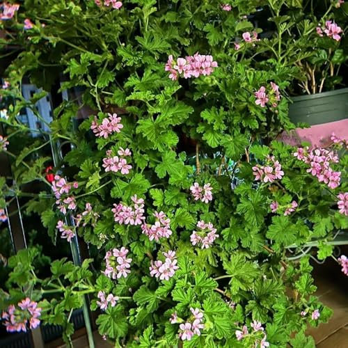 semi di geranio limone - semi di fiori prato piante da giardino piante da appartamento giardino erbe aromatiche fiori balcone geranio limone resistenti balcone resistenti 55pcs
