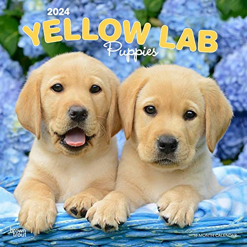 Yellow Labrador Retriever Puppies | 2024 12 x 24 Inch Monthly Square Wall Calendar | BrownTrout | Animals Dog Breeds Puppy