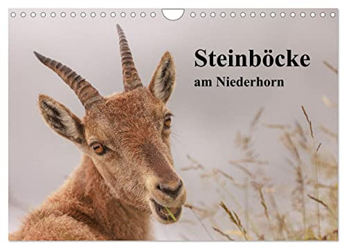Steinböcke am Niederhorn (Wandkalender 2026 DIN A4 quer), CALVENDO Monatskalender: Steinbockporträts im Berner Oberland (CALVENDO Tiere)