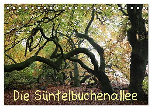 Die Süntelbuchenallee (Tischkalender 2026 DIN A5 quer), CALVENDO Monatskalender: Farbfotos zeigen die Jahreszeiten in der Süntelbuchenallee (CALVENDO Natur)