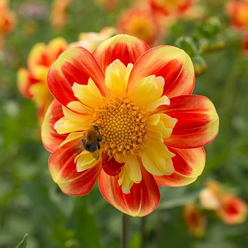 Dahlie Pooh Swan-Island | 1 Stück | Knolle | Gelb | Rot | 100% Blütegarantie | QFB Gardening