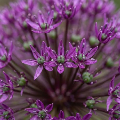 Green boutiQ - 15x Allium Miami - Zierlauch Miami - Lila - Sommerblüher - Zwiebelgröße 10/+
