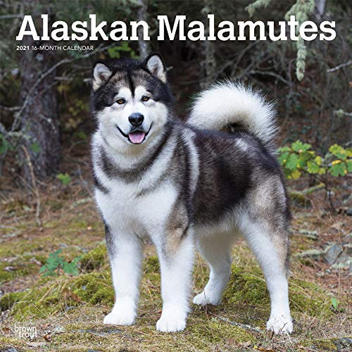 Alaskan Malamutes 2021 Calendar