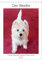 Der Westie - Portrait eines West Highland White Terriers (Tischkalender 2025 DIN A5 hoch), CALVENDO Monatskalender: Wunderschöne Fotos eines West ... kurz Westie genannt wird. (CALVENDO Tiere)