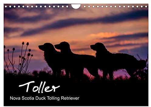 Toller - Nova Scotia Duck Tolling Retriever (Wandkalender 2026 DIN A4 quer), CALVENDO Monatskalender: 13 wunderschöne Fotos von Novia Scotia Duck Tolling Retrievern (CALVENDO Tiere)