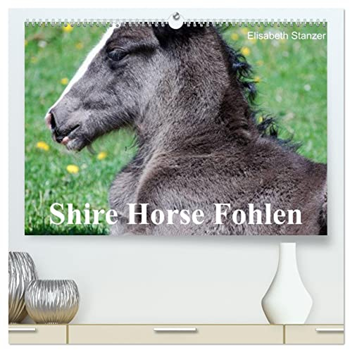 Shire Horse Fohlen (hochwertiger Premium Wandkalender 2025 DIN A2 quer), Kunstdruck in Hochglanz