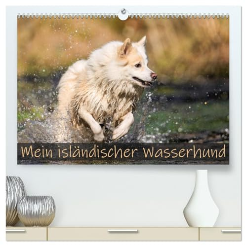 Mein isländischer Wasserhund (hochwertiger Premium Wandkalender 2026 DIN A2 quer), Kunstdruck in Hochglanz: Vor meinem Islandhund Djarfur ist kein Gewässer sicher. (CALVENDO Tiere)