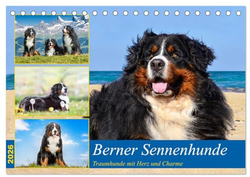 Berner Sennenhunde - Traumhunde mit Charme (Tischkalender 2026 DIN A5 quer), CALVENDO Monatskalender: Ein Einblick in die Welt des Berner ... eine gute Figut macht. (CALVENDO Tiere)