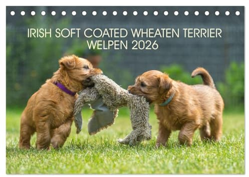 IRISH SOFT COATED WHEATEN TERRIER WELPEN 2026 (Tischkalender 2026 DIN A5 quer), CALVENDO Monatskalender: Mit den blonden Iren durch's Jahr... (CALVENDO Tiere)