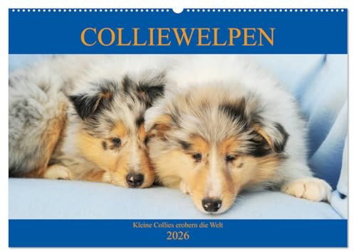 Colliewelpen - kleine Collies erobern die Welt (Wandkalender 2026 DIN A2 quer), CALVENDO Monatskalender: Lassen Sie sich ein Jahr lang von bezaubernden Colliekindern begleiten (CALVENDO Tiere)